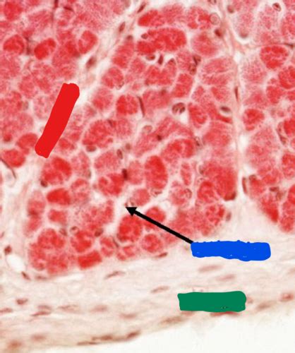 Histology Muscle Tissue Lab Flashcards Quizlet