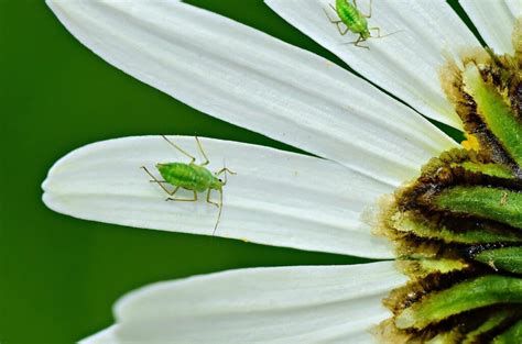 Common Pests Found on Indoor Plants - Senior Security Alliance