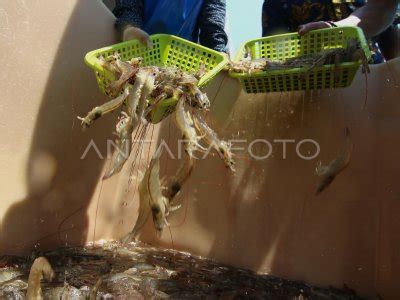 BUDI DAYA UDANG TAMBAK ANTARA Foto