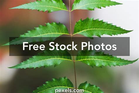 Neem Leaves Photos, Download The BEST Free Neem Leaves Stock Photos ...