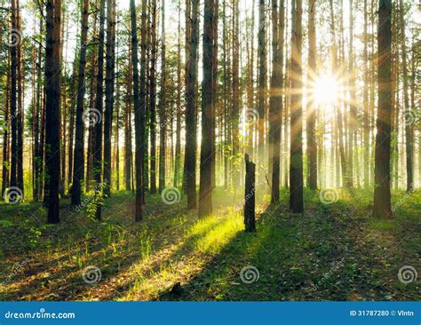 Sunset in the woods stock photo. Image of green, park - 31787280