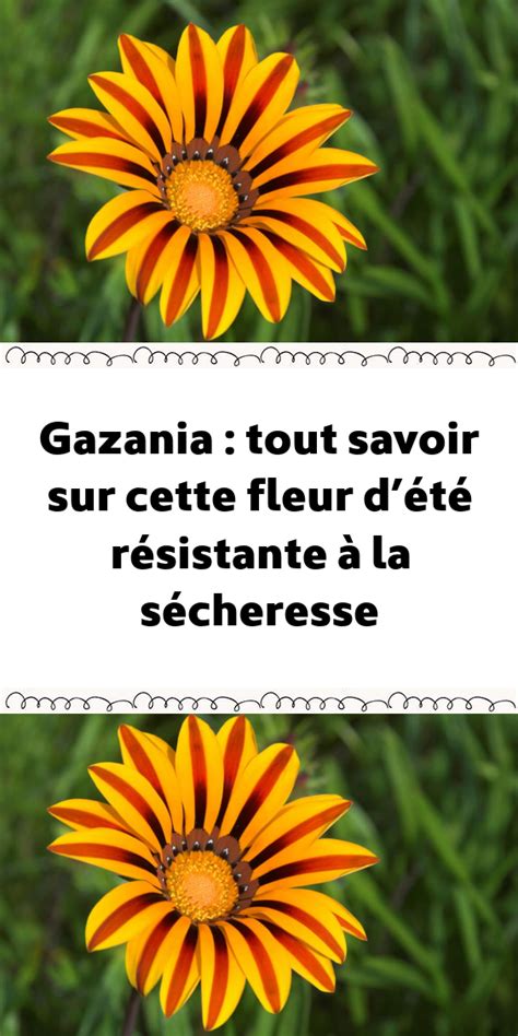 Les Jardins Dornement Sont Lhonneur Durant La Saison Estivale Les