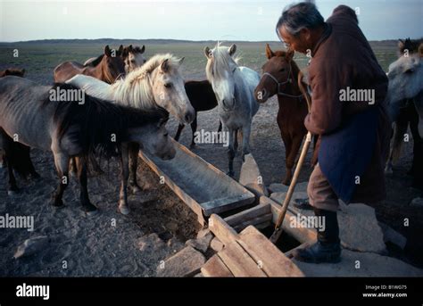 Mongolia South Gobi Agriculture Man Drawing Water From Well To Water