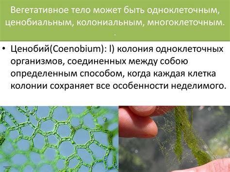 Зеленые водоросли - online presentation