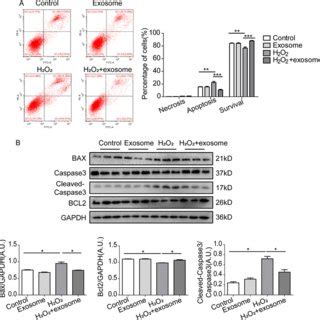 Serum Exosomes Attenuate H2O2 Induced Apoptosis In H9C2 Cells A Flow