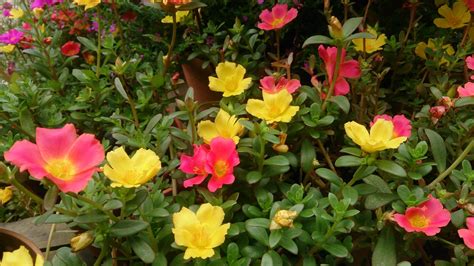 Purslaneportulacaoleracea Gill Garden Center Landscape Co