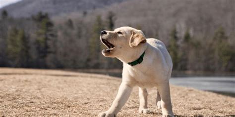 Warum bellt mein Hund andere Hunde an Bellen abgewöhnen