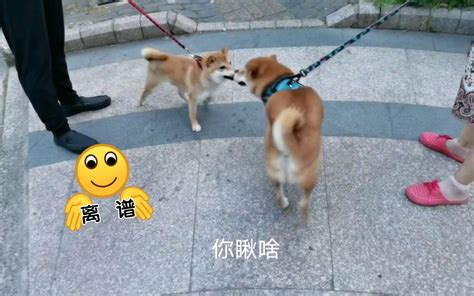 【乐乐外拍】你 瞅 啥？😎 瞅 你 咋 地 🐶哔哩哔哩bilibili