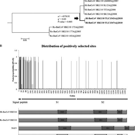 Selection Pressure Analysis Of The S Genes Of Batcov Hku A