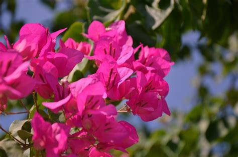 Flor Buganvillas Rosado Foto Gratis En Pixabay Pixabay