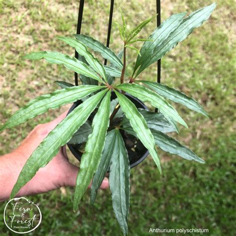 Anthurium Polyschistum Tip Cutting Fernandforest