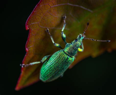 Kostenlose foto Insekt wirbellos Rüsselkäfer Käfer