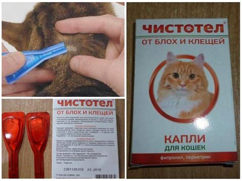 Капли Чистотел для кошек от блох и клещей – инструкция по применению ...