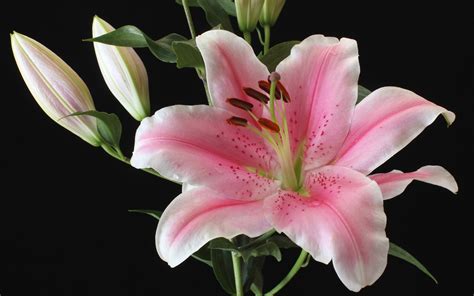 Wallpaper Light Pink Lily Flower Close Up Black Background 1920x1200