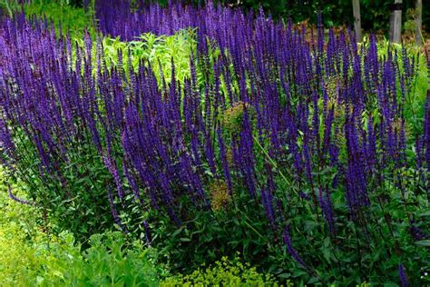 Will Salvia Grow In Partial Shade Thriving Yard