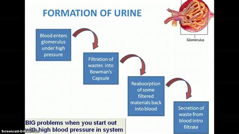 Urine Formation Youtube