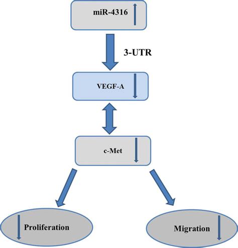 A Schematic Representation Of The Molecular Mechanism Of Mir