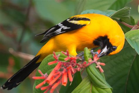 Orange Oriole Flora Y Fauna En Miradores De Sisal Yucat N Inaturalist