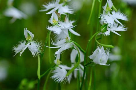 How To Grow And Care For White Egret Orchid