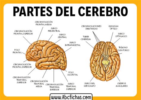 Estructura Interna Funciones Y Las Partes Del Cerebro