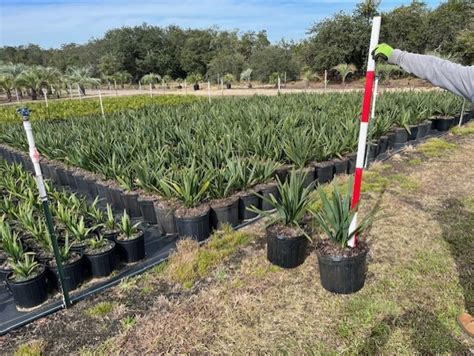 Sabal Minor Palm Sabal Palmetto Eagle Ridge Nursery