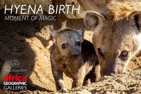 Hyena Birth Moment Of Magic Africa Geographic