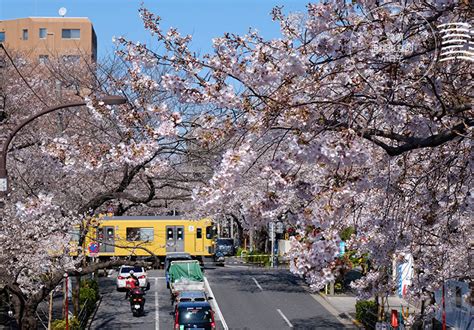 2024東京賞櫻 私房櫻花景點在東京都會中！中野通夢幻櫻花隧道and新井藥師前站平交道的鐵道櫻花 蹦蹦走跳東京的小日子