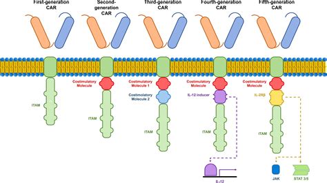 Adoptive T Cell Immunotherapy In Digestive Tract Malignancies Current