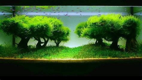 Java Moss Aquarium