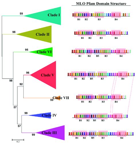 Identification And Distributions Of Clade Specific Amino Acid Motifs In