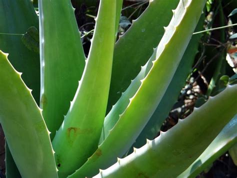 Comment Faire Revivre Votre Aloe Vera Lorsqu Elle Ne Pousse Plus