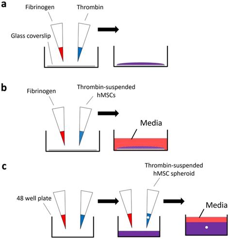 Schematic overview of fibrin formation for (a) material... | Download ...