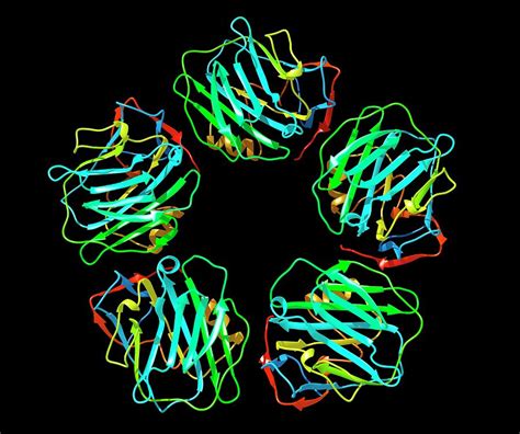 C Reactive Protein By Science Photo Library