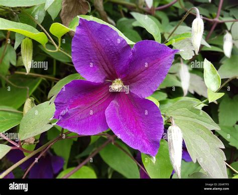 Clematis Jackmanii Clematis Hybride Kletterpflanze Stock Photo Alamy