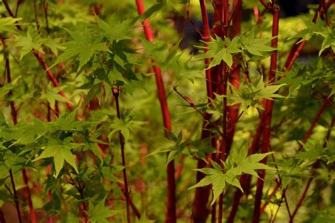 How To Grow Coral Bark Japanese Maples Gardeners Path Reportwire