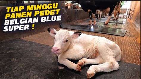 Breeding Sapi Terbesar Tiap Minggu Panen Pedet Belgian Blue Super YouTube