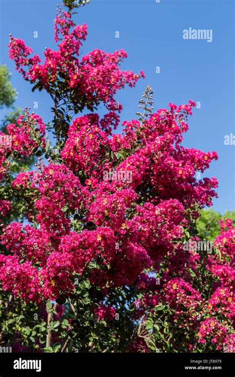 Crepe Myrtle Tree Lagerstroemia Growing In A Garden In Southern