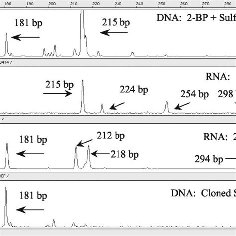 T Rflp Fi Ngerprints Of Various Samples Obtained Using 16s Rrna Gene Download Scientific