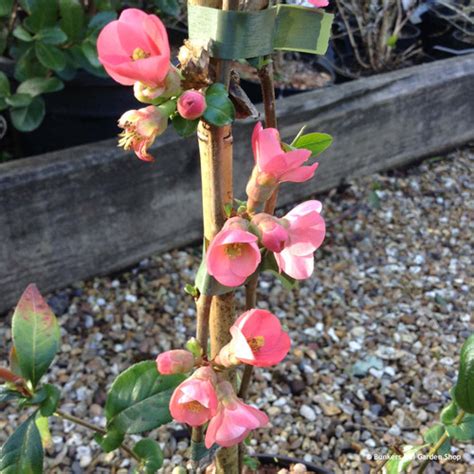 Chaenomeles Eximia 4lt Bunkers Hill Plant Nursery