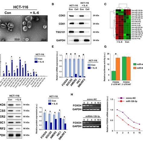 Characterization Of Exosomes Derived From Crc Cells A Tem Images