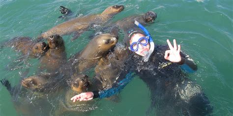 SNORKELING WITH SEA LIONS IN PUERTO MADRYN