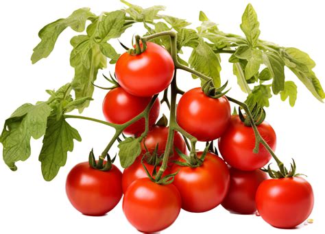 Tomate Planta Png Con Ai Generado Png