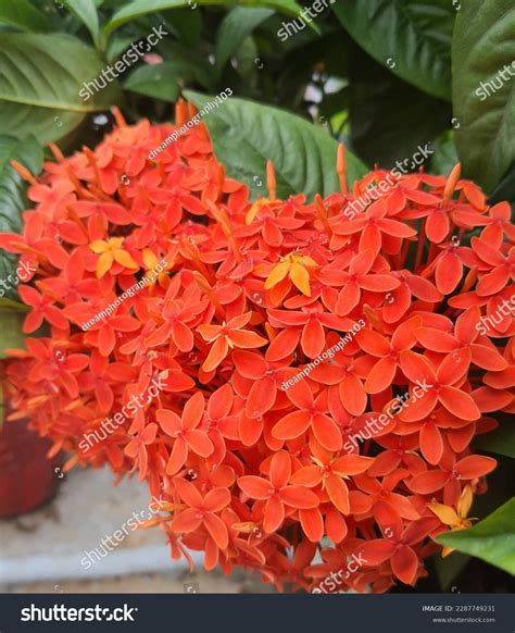 Beautiful Charming Orange Color Rongon Flower Stock Photo 2287749231 ...