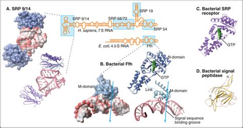 Endoplasmic Reticulum Basicmedical Key