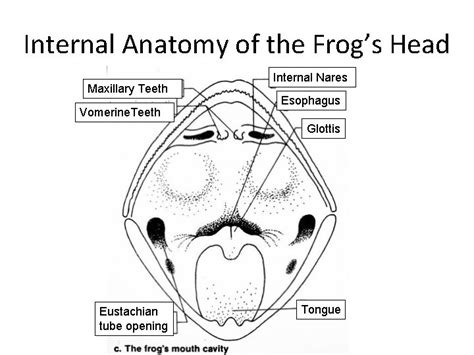 Frog Body Parts and Functions External Anatomy of