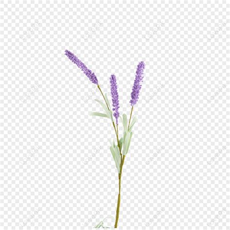 png px  zh