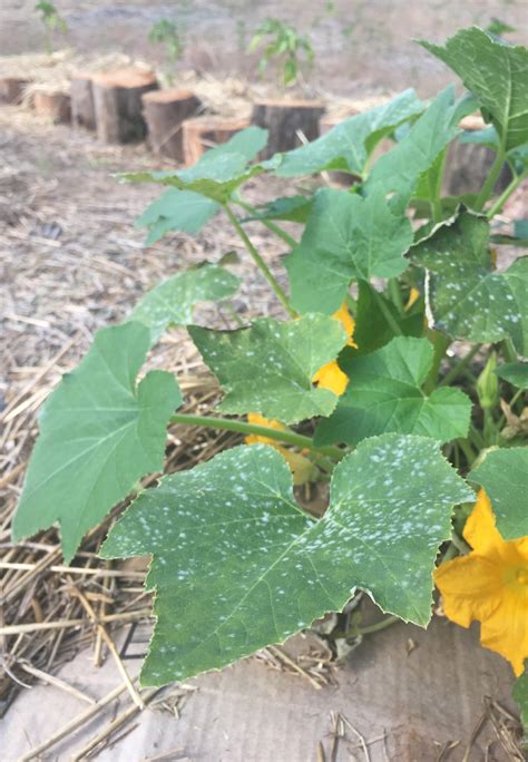 Milk May Kill Powdery Mildew – Cumberland Falls Farm
