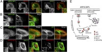 Bace Unlike App Is Trapped In Arf Q L Vacuoles Hela Cells