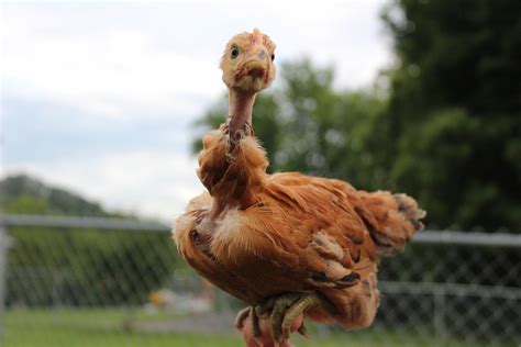 Ive Not Seen Many Posted Here So Is There Any Love For Naked Necks R BackYardChickens