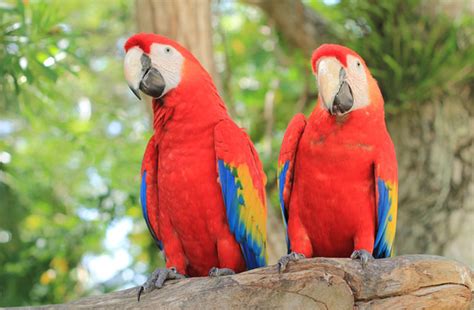 Saved Scarlet Macaw Chicks in Honduras | Born Free USA